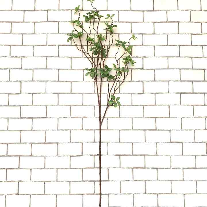 ドウダンツツジL