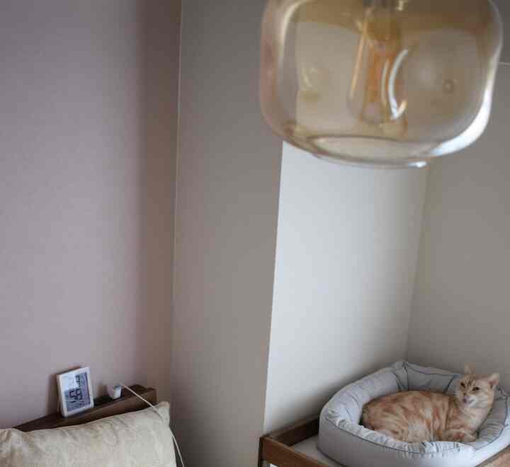 Beige and natural color cozy living room corner featuring a cat resting on a cushioned pet bed under a pendant light