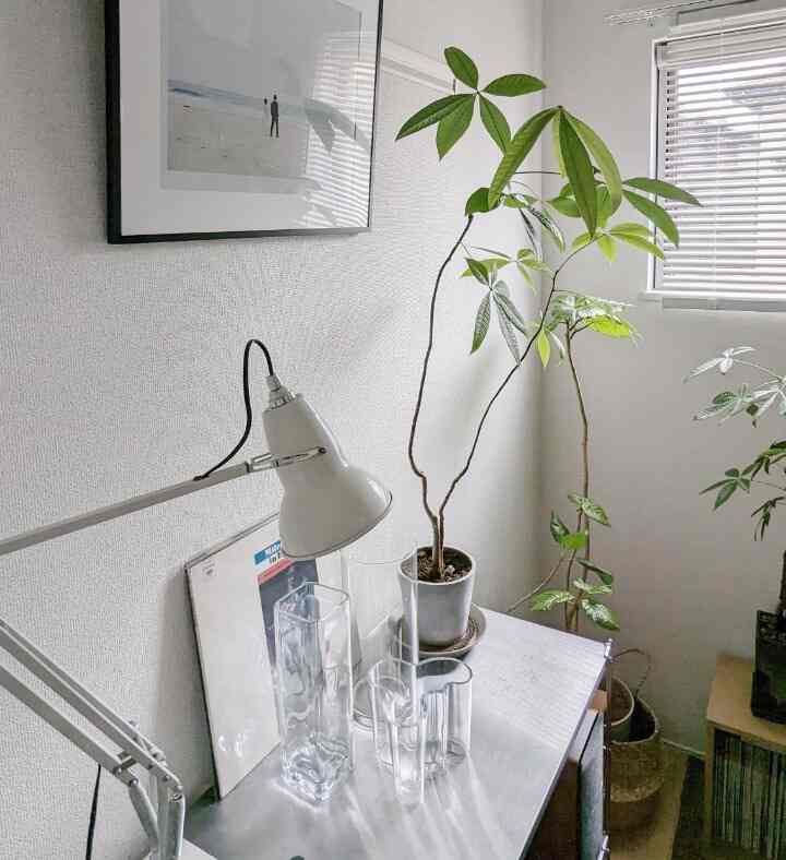 GW telah berakhir~🥲

#anglepoise #ittala #アングルポイズ #イッタラ #アアルトベース #観葉植物 #観葉植物のある暮らし #グリーンのある暮らし #パキラ #ウンベラータ