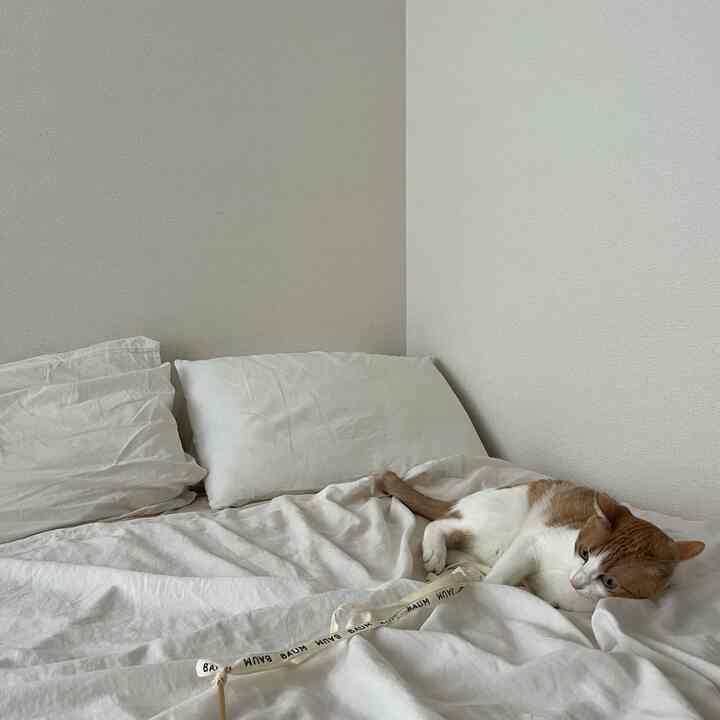 White-toned bedroom featuring a cat lying on a neat bed with a simple and calm atmosphere