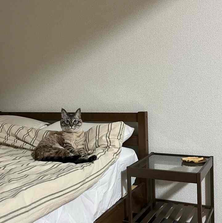 ナチュラルな色調の寝室、ベッドの上に猫がいて、横にナイトテーブルが配置された落ち着いた雰囲気のインテリア