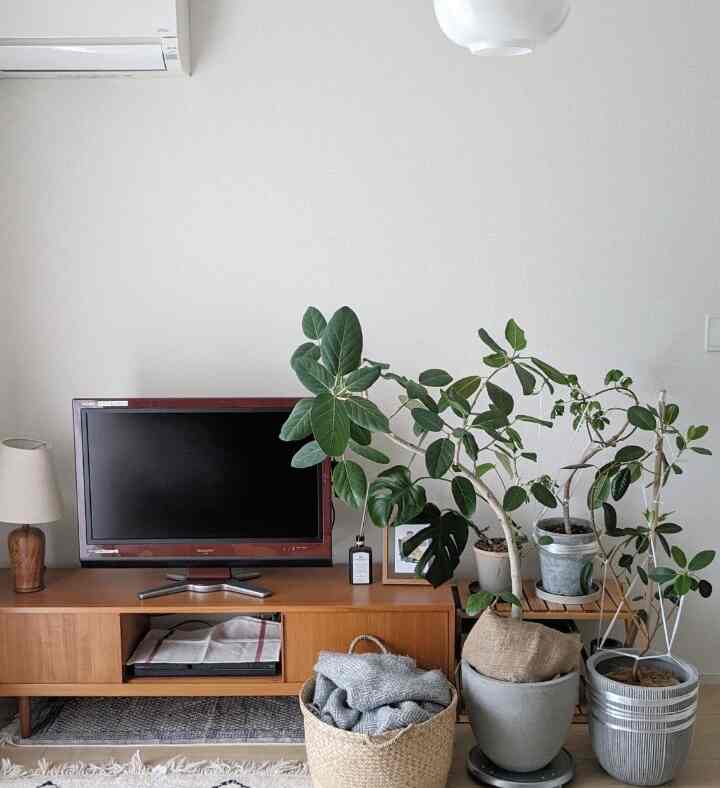 植物たちがグングン成長中🌿

#ベニワレン #観葉植物 #観葉植物のある暮らし #チーク家具 #イケア #アポテーケ #apotheke #ikea #賃貸 #賃貸インテリア