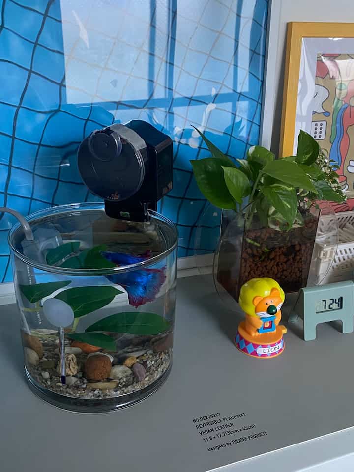 Cupang-kun ada di samping tempat tidur🐟

#Ikan tropis #ベタ #水槽