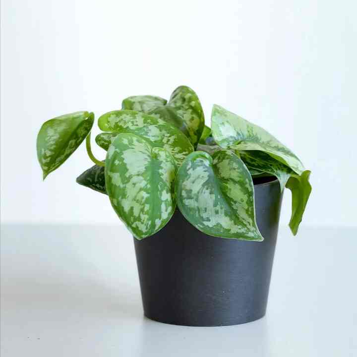 スキンダプサス Table-M