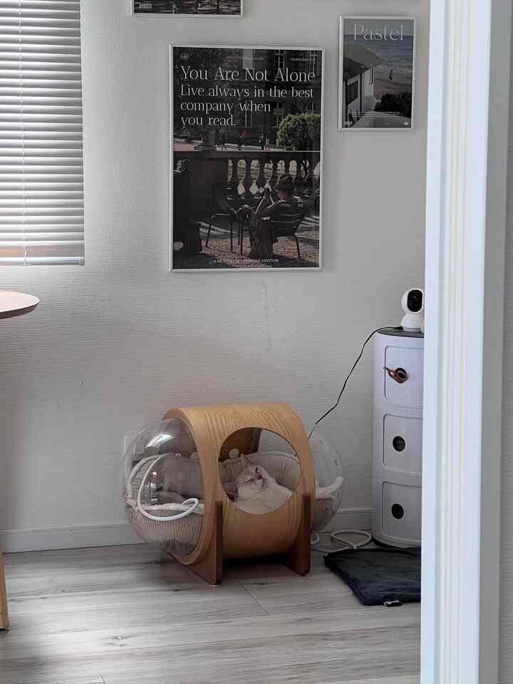 White and natural wood-toned space featuring a transparent and wooden cat bed creating a simple and cozy interior