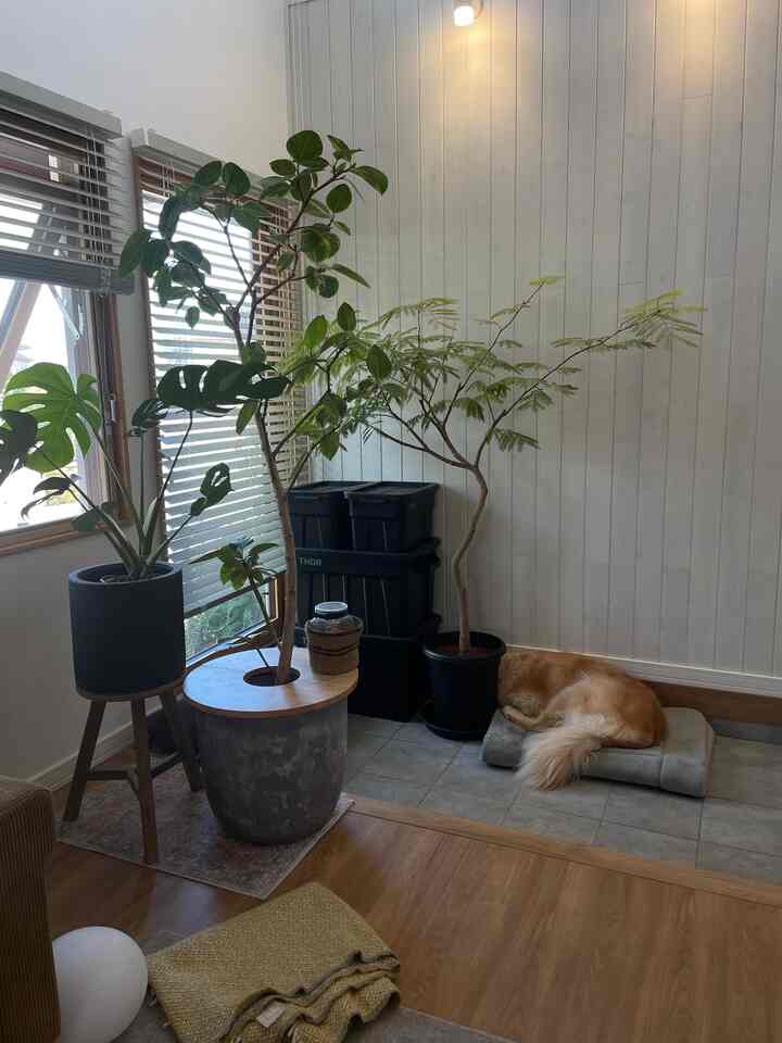 白い壁とナチュラルな色調のリビング、植木鉢とペットベッドでくつろぐ犬が配置された雰囲気のある空間