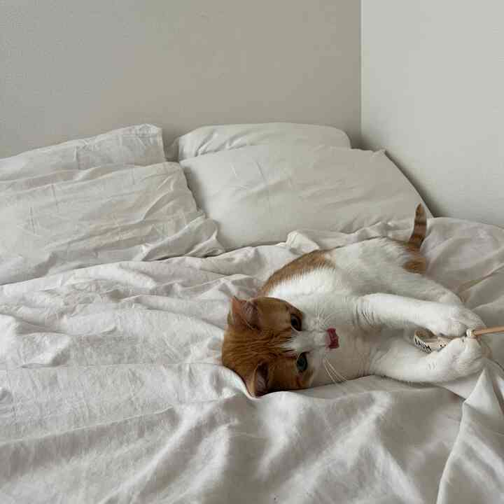 White-toned bedroom with a cat lying on white bedding, featuring a simple and natural atmosphere