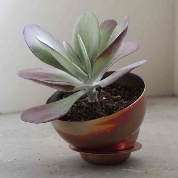 copper pot　TYPE #1 〈metallic〉 植木鉢