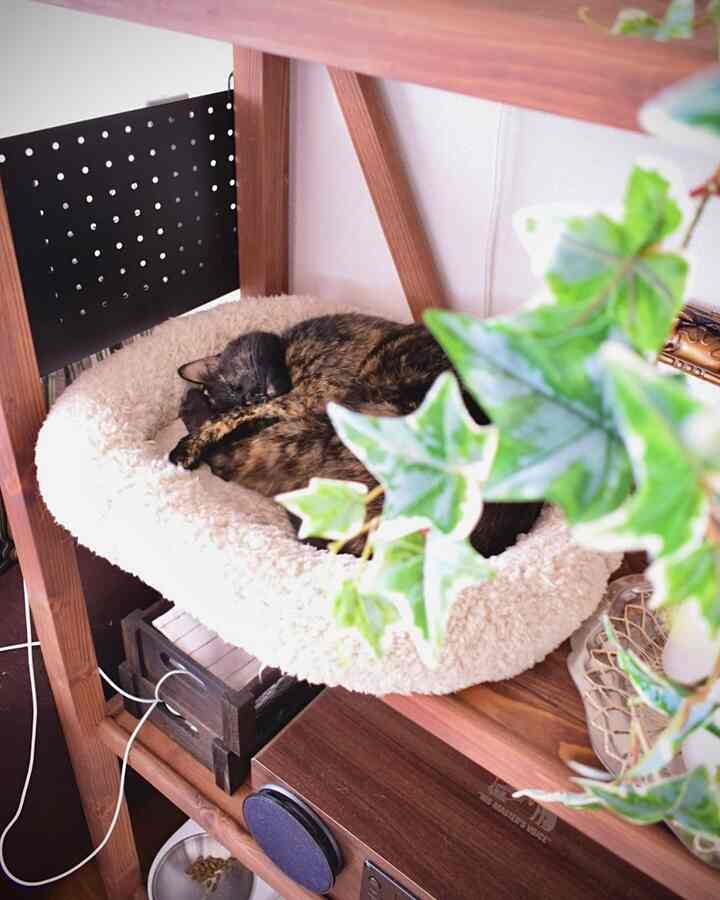 木目調のリビングルーム、棚の上のふわふわのペットベッドでくつろぐ黒色混じりの猫がいる雰囲気あるインテリア