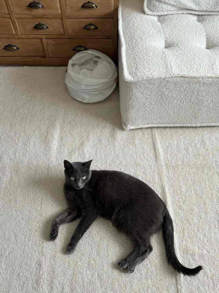 このラグがさらっとしてて好きらしい。

#猫との暮らし #猫とインテリア #洗えるラグ
#ラグ #カーペット #ホワイト #1人がけソファ #ソファ #モジュール