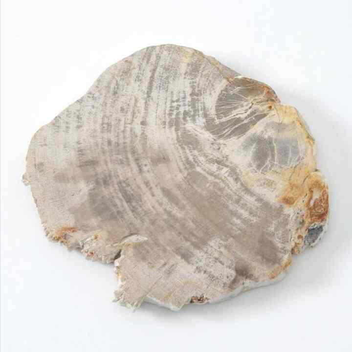 PETRIFIED WOOD PLATE ウッドプレートS