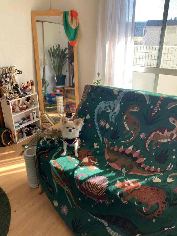 #恐竜 #ビンテージ雰囲気 #レトロインテリア #恐竜ブランケット #ブランケット #犬がいる暮らし #緑のインテリア 