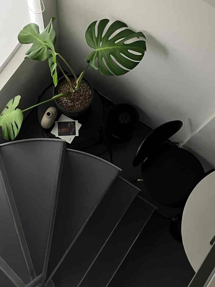 Gray-toned compact dining room featuring a large green plant on side table and minimalist furniture