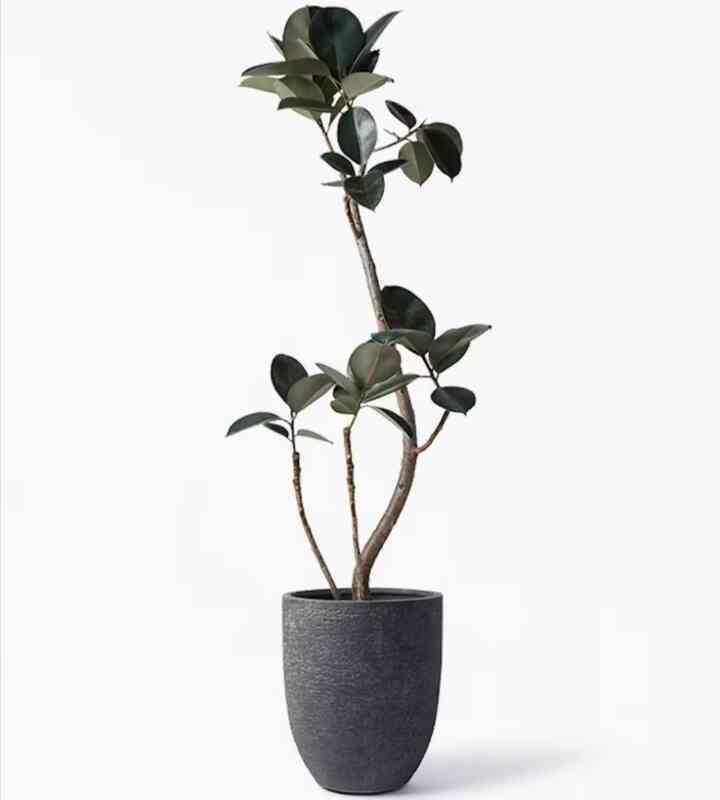 観葉植物 フィカス バーガンディ 8号