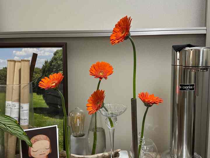 ガーベラ祭り
産直でめちゃくちゃ安かった
#インテリア #ガーベラ