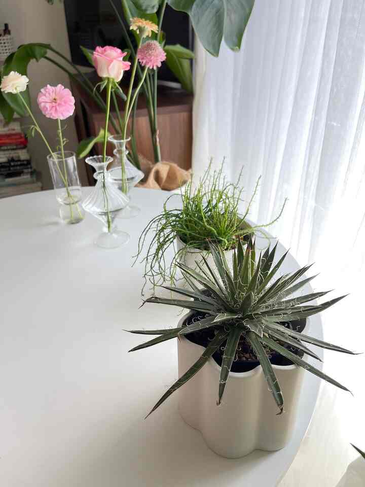 テーブルが大きめなので、
日光が当たる窓際に
植物たちを置いています🌿

よく視界に入るので、目の保養です🌿

#ひとりぐらし #観葉植物