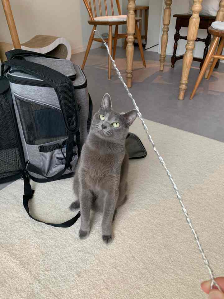 ベージュ色のラグが敷かれたリビング、中央にグレーの猫とペットキャリー、木目調の家具が配置された雰囲気のある空間