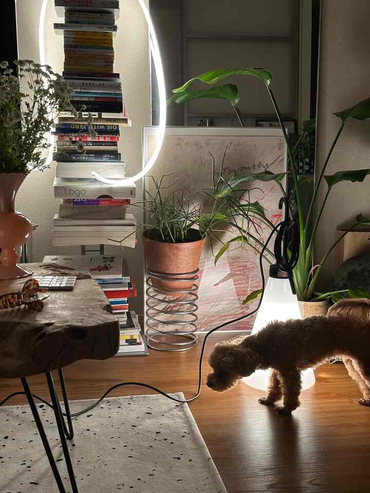 Cozy living room with warm white lighting, natural wood tones, bookshelf, plants, and a pet dog on wooden flooring