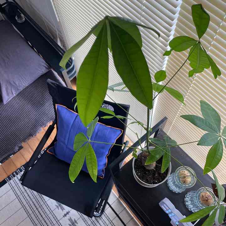 Pachira kami memiliki cara tumbuh yang unik 🌱

#Tanaman dedaunan
#Pachira