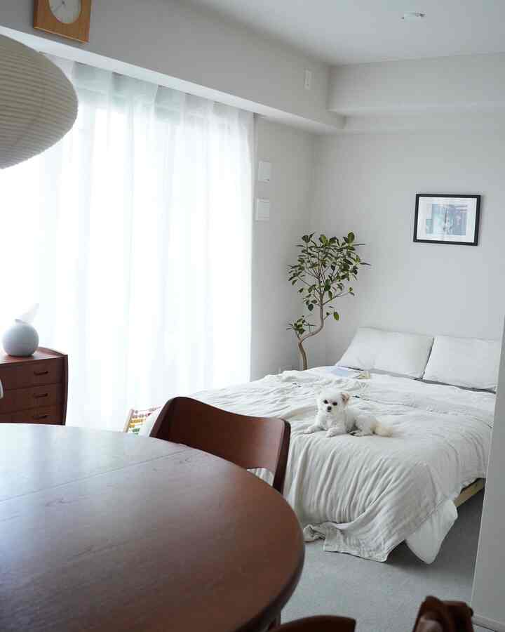 Bright white-toned bedroom and living space with brown wooden furniture, featuring a small white dog on the bed at center