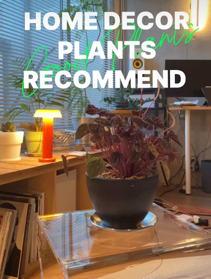 明るい木目調と透明テーブルがある一人暮らしのナチュラルでインスタ映えするホームオフィス空間、中央に植物が配置されている