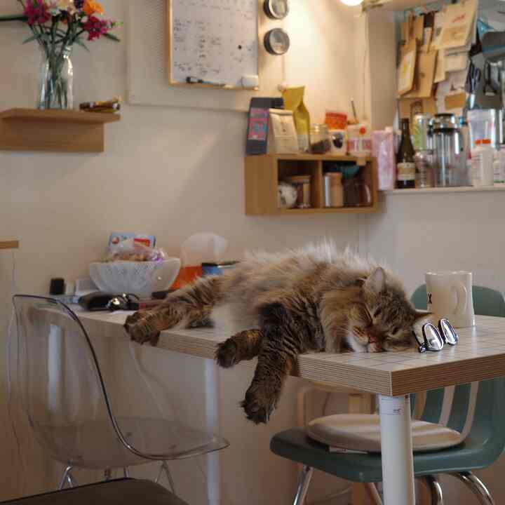 ナチュラルな色調のダイニングルーム、ダイニングテーブルの上でくつろぐ猫と多彩なキッチン用品が置かれた雰囲気のある空間