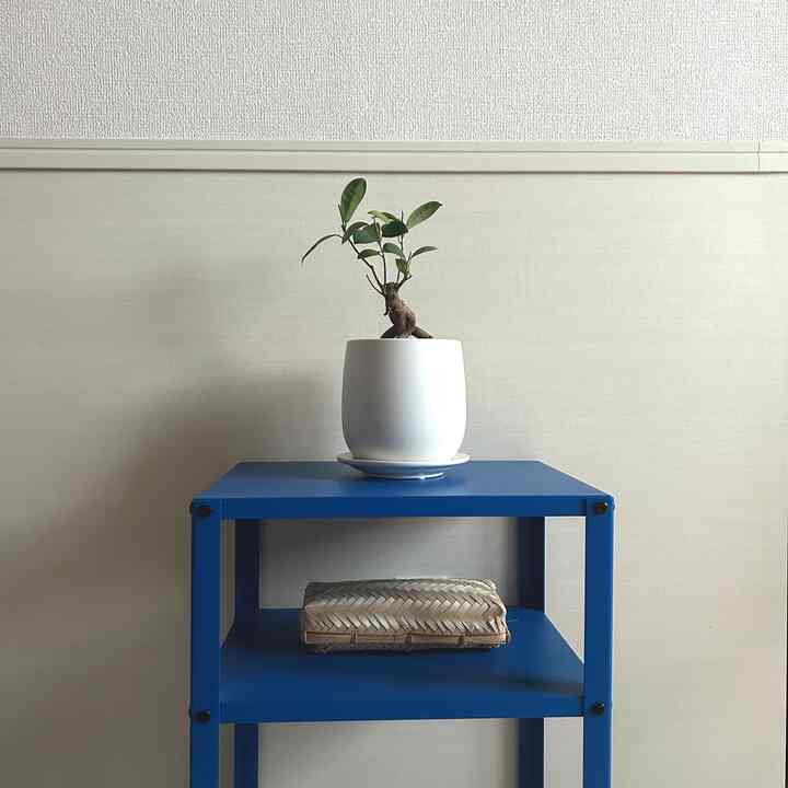 A white matted potted plant looks great on a blue side table 💙🤍
#Flowerpot #植木鉢棚 #さし色 #ブルーインテリア #ホワイト #観葉植物