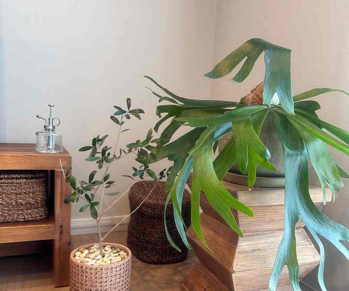 TV横の観葉植物コーナー🪴
コウモリランのスツールはメルカリにて✌️✌️
無印のフタ付き籠に肥料とかをいれてます🤗
.
#えぬけ #えぬけのへや
#マンションインテリア #マンション暮らし
#観葉植物 #観葉植物のある暮らし
#ARTOFBLAC #無印良品