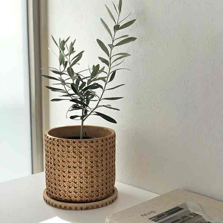 セメント 鉢カバー 5号用