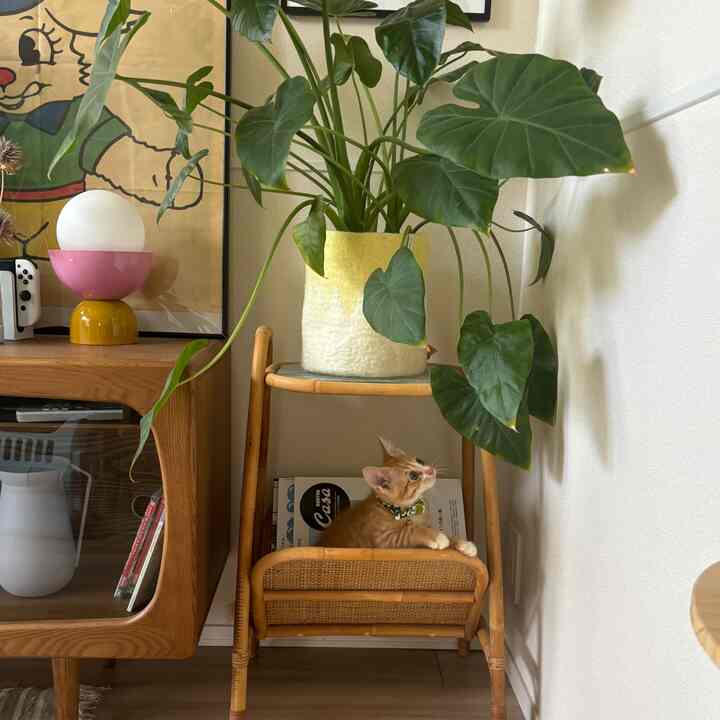 ナチュラルな色調のリビングの一角、ラタンの棚に猫が座り、大きな緑の葉の植物が配置された雰囲気のある空間