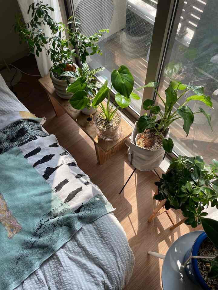 窓辺の観葉植物コーナー。良い日が差します。
#観葉植物 #緑