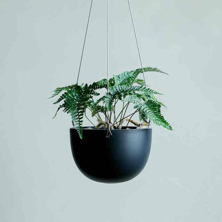 トキワシノブ 観葉植物