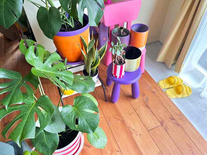 Warm wood tone flooring living room featuring colorful purple and orange plant pots and stools with lush indoor plants