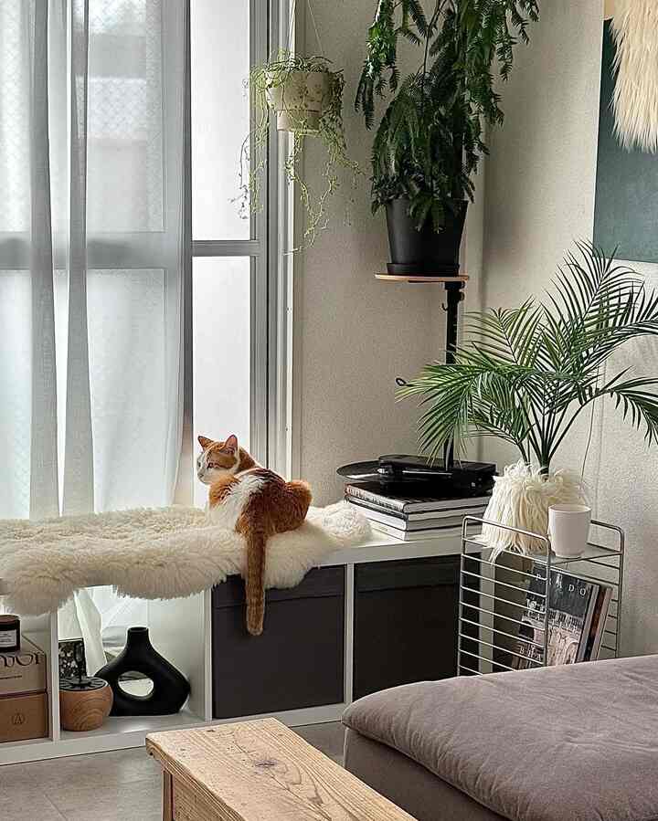 White and natural toned living room featuring a cat and plants with a cozy atmosphere