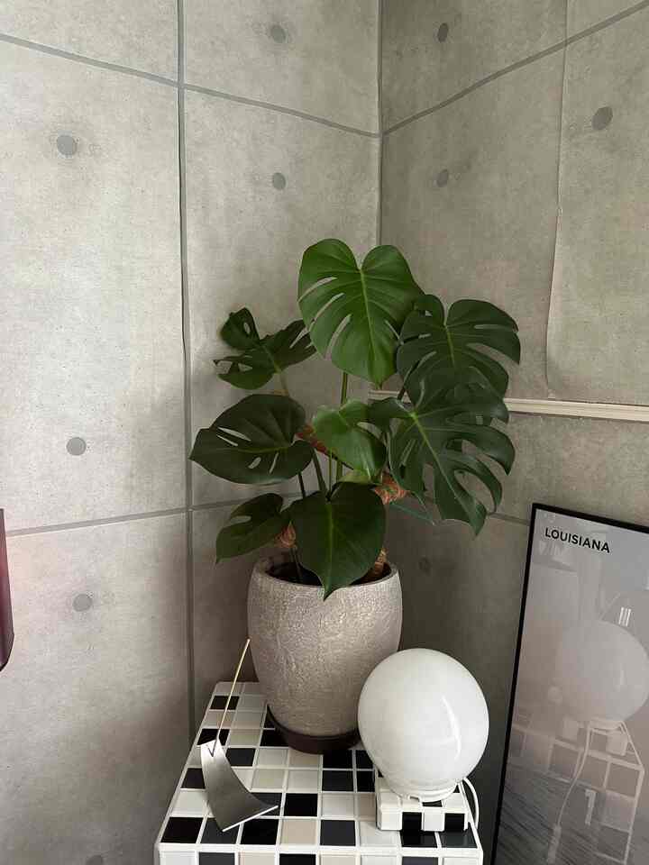 うちの観葉植物達。
どれも育てやすくそれぞれの表情があります。
鉢もお部屋に合わせて選ぶことで落ち着いた雰囲気に。
 #観葉植物 #roomtour #myroom #賃貸インテリア #デザイナーズ #コンクリート打放し