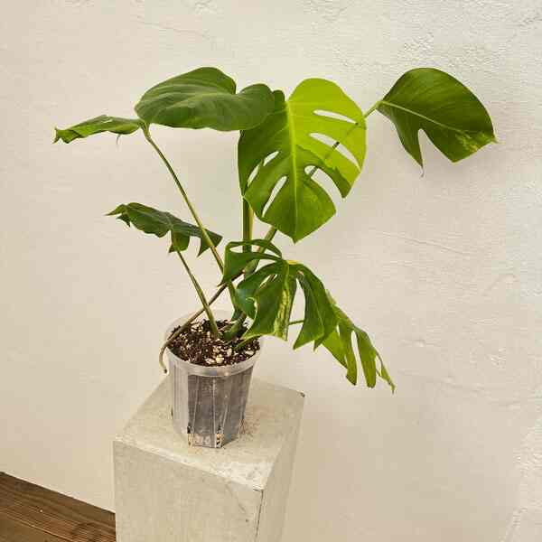 モンステラ：イエローモンスター　5号鉢植え22-01