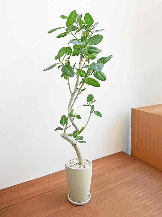 観葉植物 フィカス・ベンガレンシス