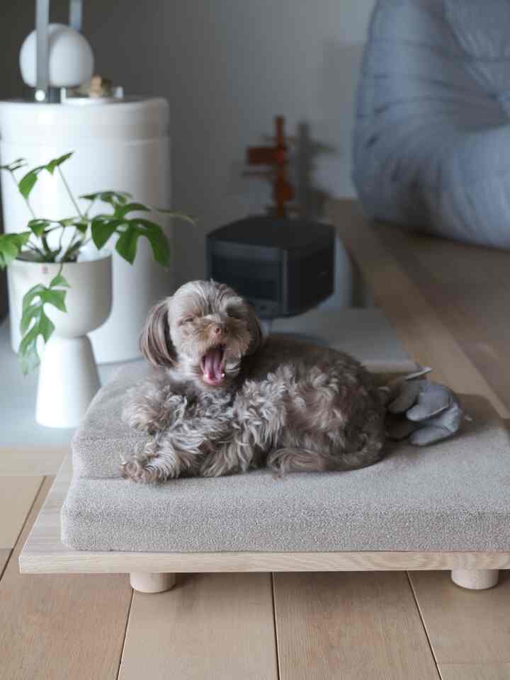 ベージュと木目調の自然なリビングインテリア、DIYのペットベッドに犬がくつろぐ雰囲気のある空間