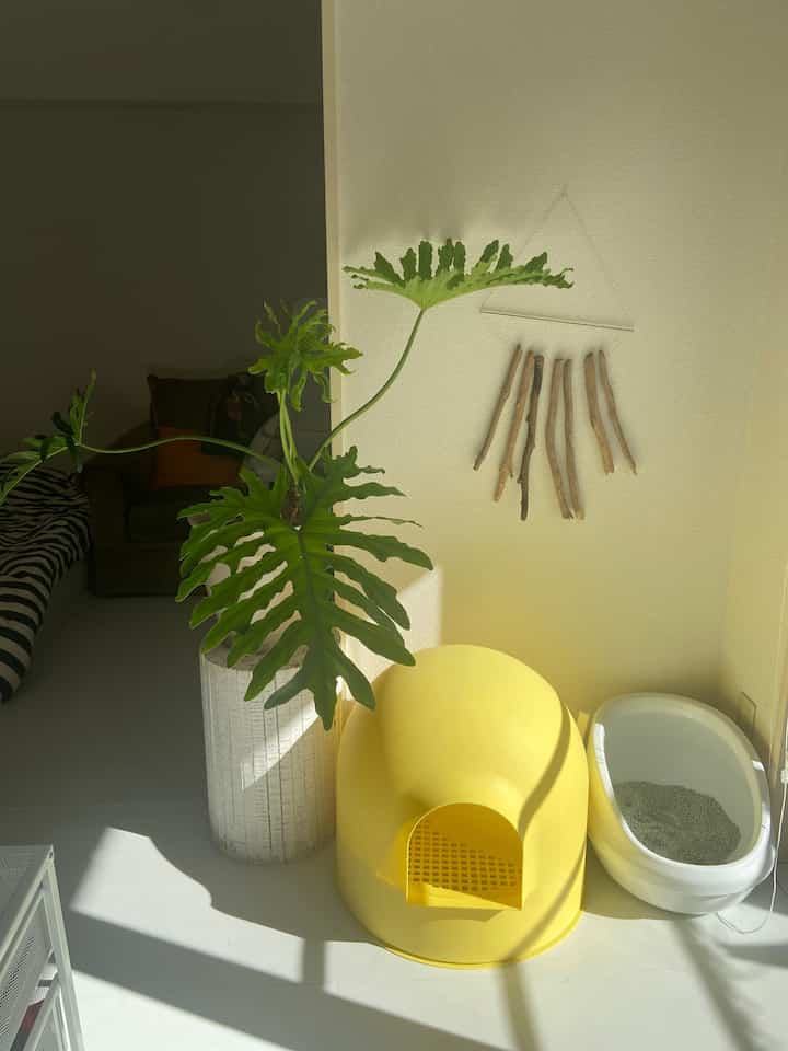 Natural-toned living room featuring a bright yellow cat house, white litter box, and a large green plant creating a warm atmosphere.