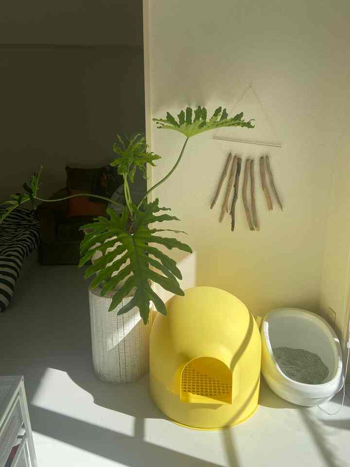 
Aku suka toilet kucing Pidan karena lucu meski dilihat 🐈‍⬛

Ukurannya cukup besar dan laris manis di rumah saya yang sudah membeli 3 buah.

#Toilet kucing #猫がいる暮らし #ペット用品 #ペット #猫用品 #猫インテリア #猫と家