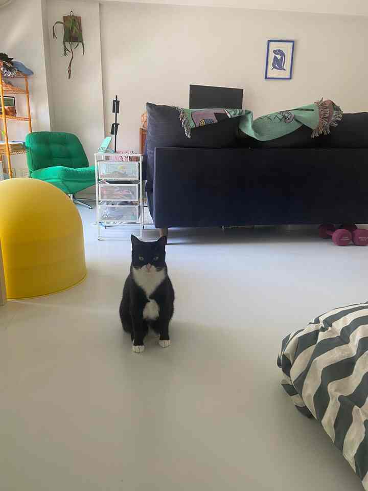 白い床と壁が基調のリビング、中央に座る黒白の猫、青いソファと緑のアームチェアが配置された印象的な空間