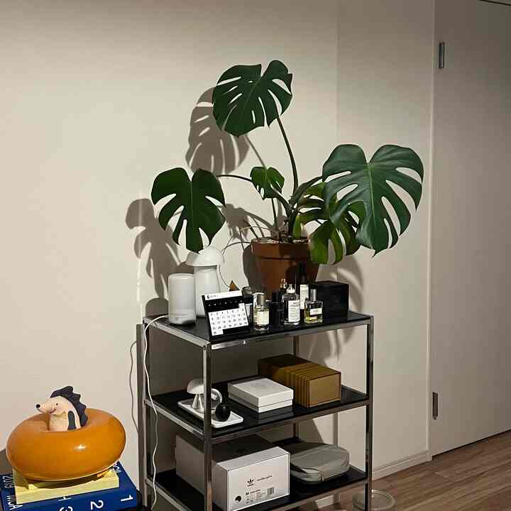 好きな香水を並べるだけでテンションが上がりますよね。☺️
ちなみに、こちらのブラックのラックは原宿のCerote antiqueで購入したヴィンテージです。

#ヴィトラ #ミッドセンチュリー #ミッドセンチュリーモダン #香水 
