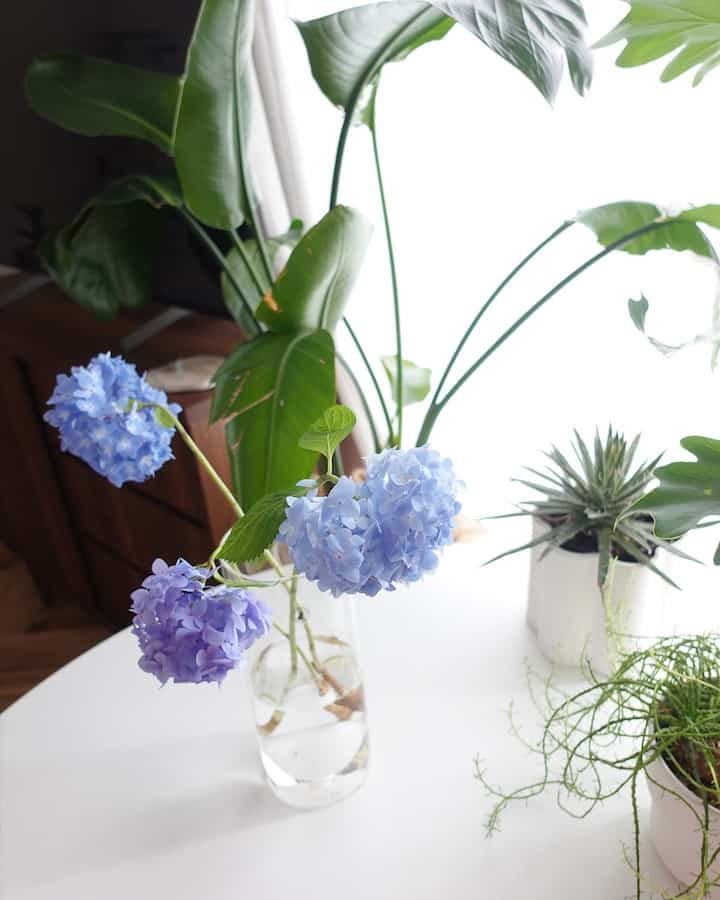 3色可愛ぃ🩵
#紫陽花 #6月 