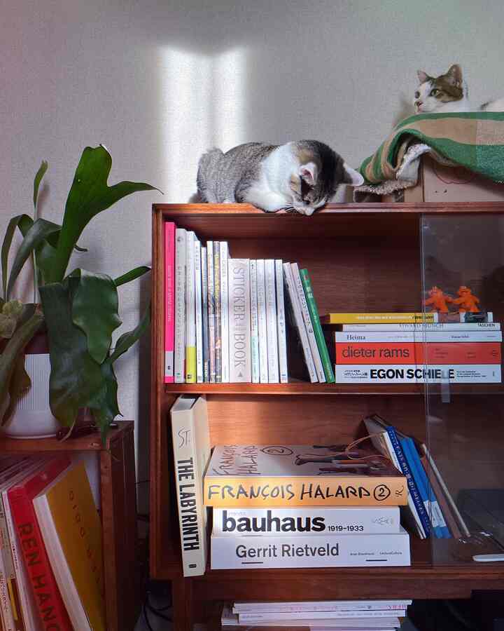A cozy Nordic-style interior featuring a warm brown wooden bookshelf, green plant, and two relaxed cats basking in soft sunlight