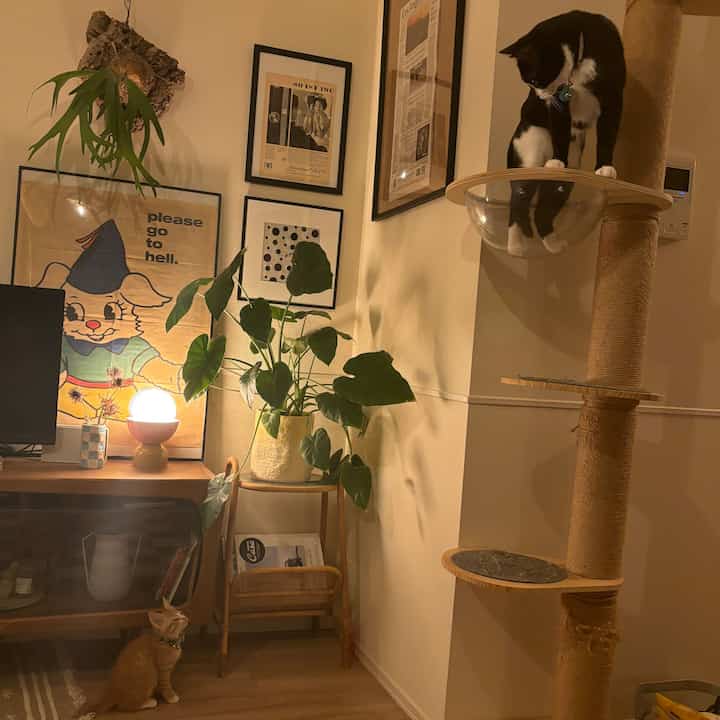 ダークブラウンの色調と間接照明のあるリビング、キャットタワーと2匹の猫、植物が配置された暖かみのあるインテリア