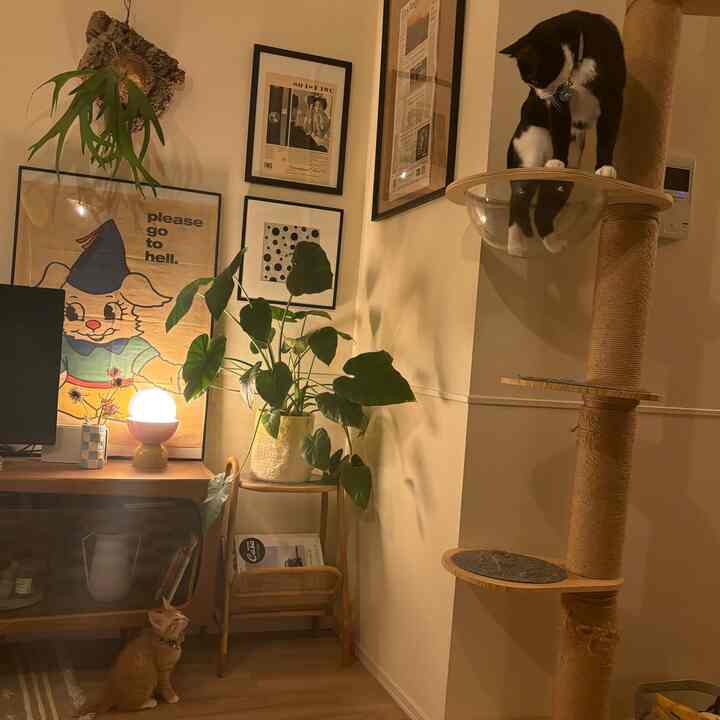 宇宙船付きのキャットタワーはAmazonで買えます #raku #rakuキャットタワー #キャットタワー #緑のある生活 #間接照明 #間接照明インテリア  #ミッドセンチュリー #猫がいる暮らし #猫のいる生活 #猫インテリア #IKEA