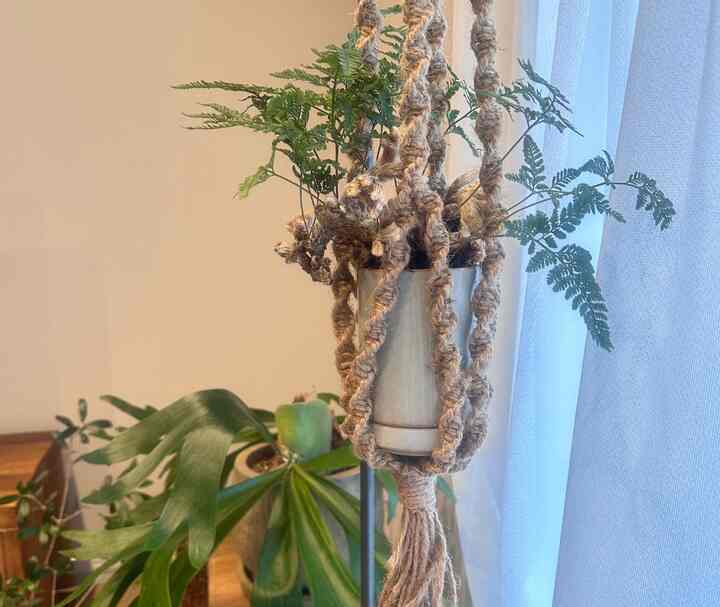 新入りの観葉植物🪴
猫の手🐈🐾
.
#観葉植物 #観葉植物のある暮らし
#マンション暮らし #マンションインテリア
#ハンギング #ハンギング植物
#リビング #ハサミポーセリン

