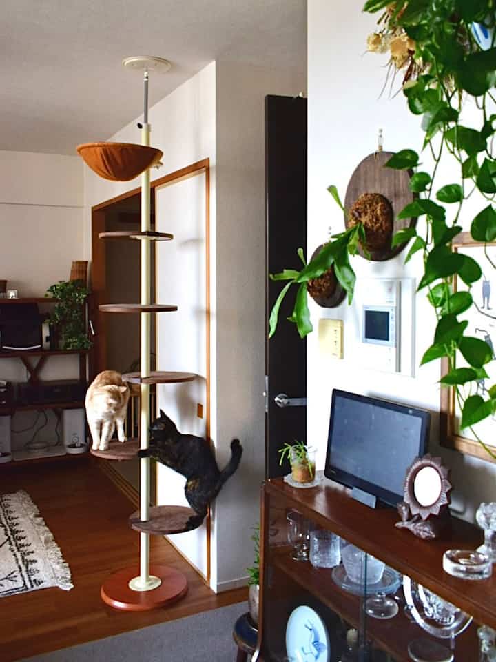 Natural vintage living room with white walls and brown wooden floor featuring a cat tower with two cats and lush green plants