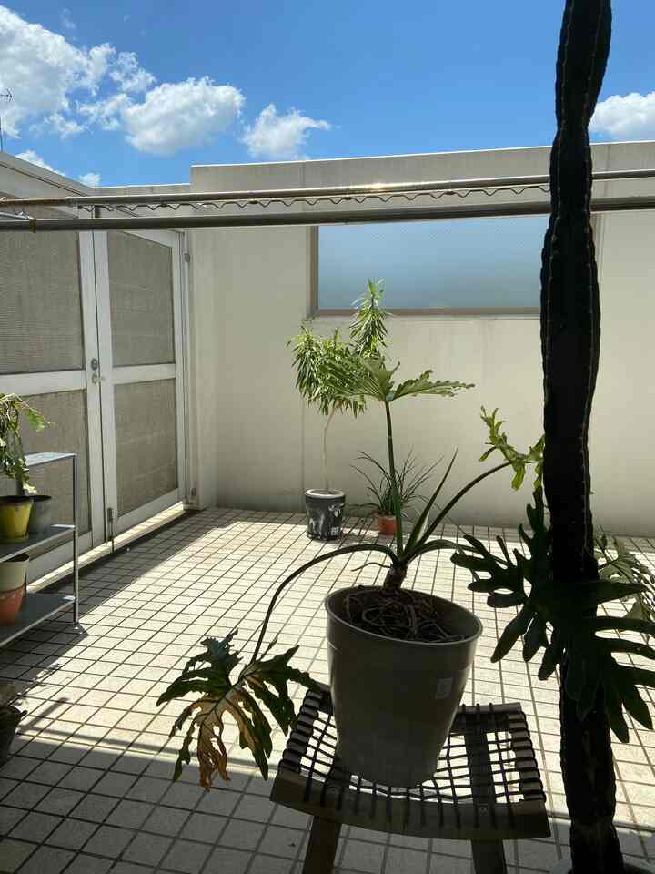 
I put a cactus on an IKEA shelf 🌵
I ordered the blinds vertically and horizontally and installed them.

#IKEAStorage #IKEA #ベランダインテリア #セローム #サボテン