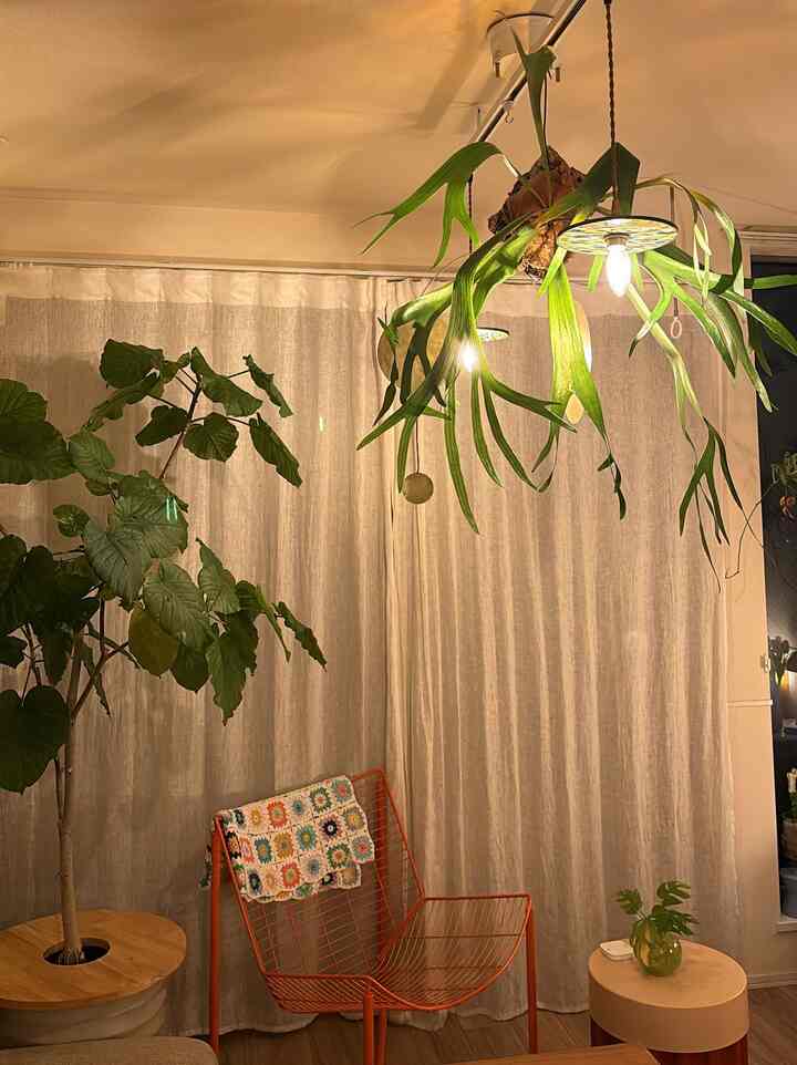 Tempat Pengungsi Bikaku #ビカクシダ #緑のある暮らし #IKEA #ウンベラータ #フィカス #モンステラ #観葉植物 #猫の家 #猫のいる暮らし